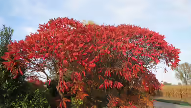 Rhus typhina im Garten pflanzen