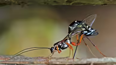 Rhyssa persuasoria im Garten