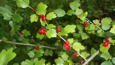 Ribes alpinum im Garten pflanzen