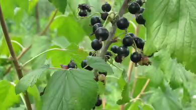 Ribes nigrum am Gartenteich pflanzen