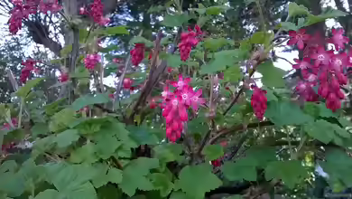 Ribes sanguineum im Garten pflanzen