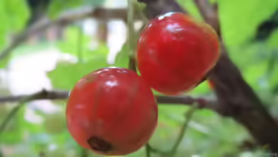 Ribes uva-crispa im Garten pflanzen