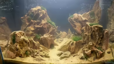 Riccardia chamedryfolia im Aquarium