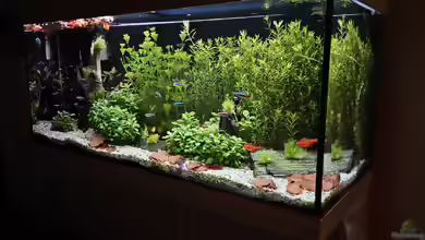 Riccia fluitans im Aquarium oder Teich