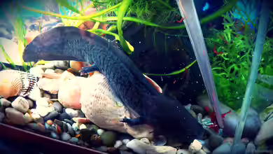 Richtig füttern - Speisekarte für Axolotl