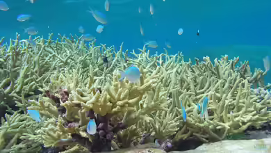 Riffbarsche - Faszination, Haltung und Artenvielfalt im Meerwasseraquarium