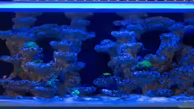 Riffkeramik als Deko im Aquarium