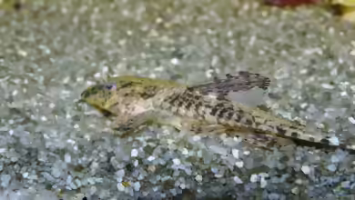 Rineloricaria lanceolata im Aquarium halten