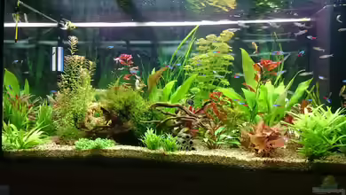 Rio 300 von Pfaelzer