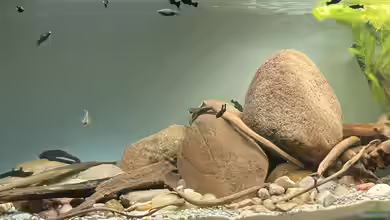 Rio Cocotis von Lutten81