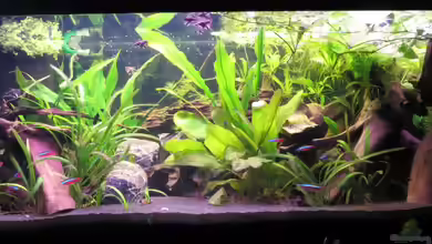 Rio Jaños (aufgelöst) von Jan S.