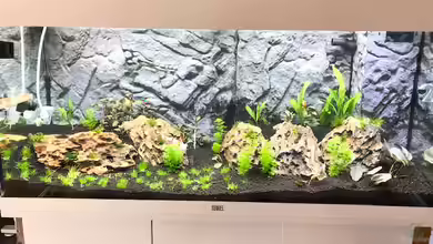 RIO Juwel 180 von Lanzelot