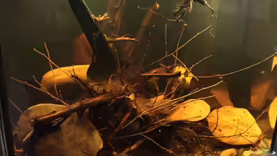 Rio Negro Biotop von Andy Garnier