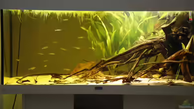 Rio Negro von Simon2