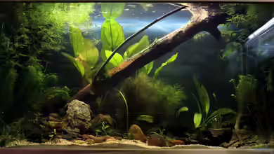 Río Paraná von Falk