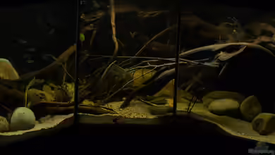 Rio Tapajos von AjakAndi