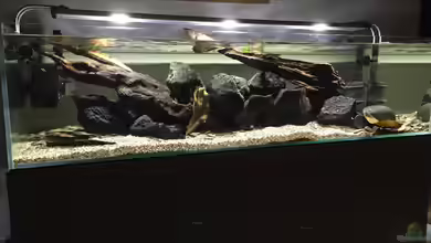 Rio Xingu Biotop von Macbjoern