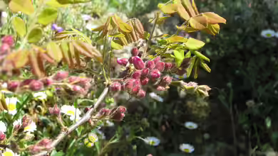 Robinia luxurians im Garten pflanzen