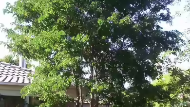 Robinia pseudoacacia im Garten pflanzen