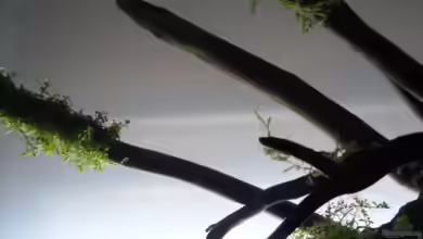 Robinson Crusoe´s Becken (existiert nicht mehr) von Martin W.