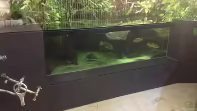 Rochenbecken von Leopold68