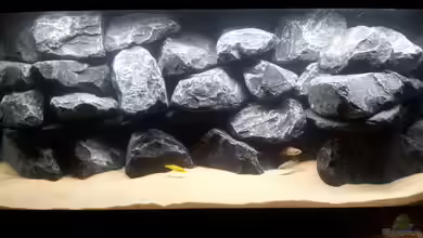 Rock Nature von Labson