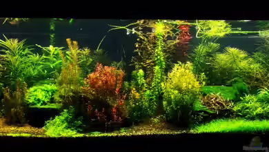 Rocks in the Jungle von flashmaster