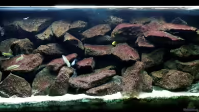 Rocky I von Felsenjunkie