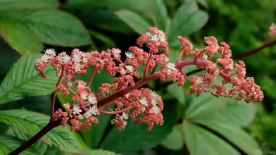 Rodgersia im Garten pflanzen