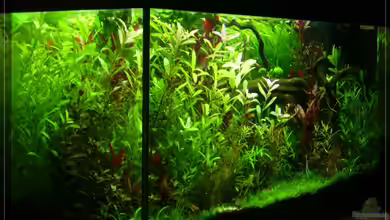 Rooky nature von Onkel