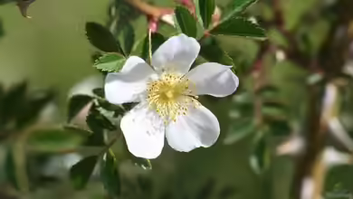Rosa agrestis im Garten pflanzen
