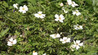 Rosa arvensis im Garten pflanzen