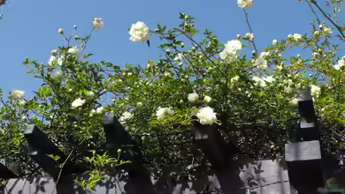 Rosa banksiae im Garten pflanzen