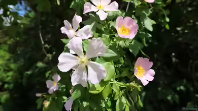 Rosa canina im Garten pflanzen