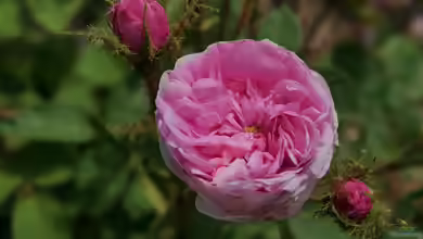 Rosa centifolia im Garten pflanzen