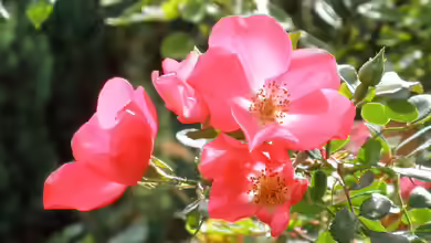 Rosa gallica im Garten pflanzen