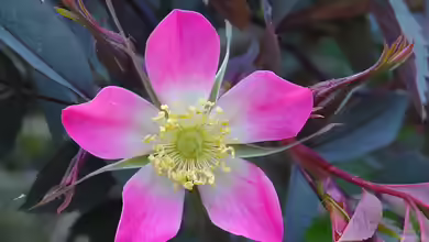 Rosa glauca im Garten pflanzen