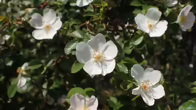Rosa micrantha im Garten pflanzen