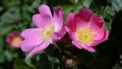 Rosa rubiginosa im Garten pflanzen