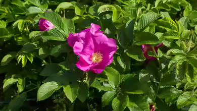Rosa rugosa im Garten pflanzen