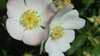 Rosa stylosa im Garten pflanzen
