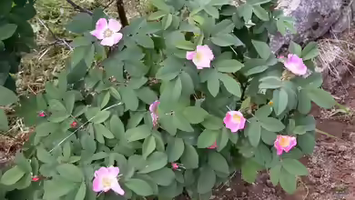 Rosa villosa im Garten pflanzen