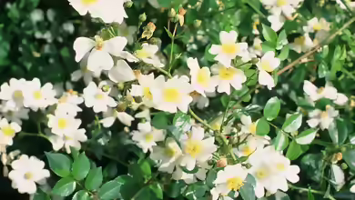 Rosa wichuraiana am Gartenteich