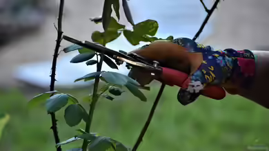 Rosen schneiden - Der ultimative Leitfaden für gesunde, üppig blühende Rosen im Garten