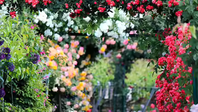 Rosengarten - Alles, was du für deine eigene Rosen-Oase wissen musst