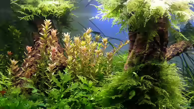 Rotala-Arten im Aquarium pflegen