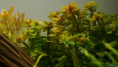 Rotala indica im Aquarium
