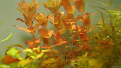 Rotala macranda im Aquarium