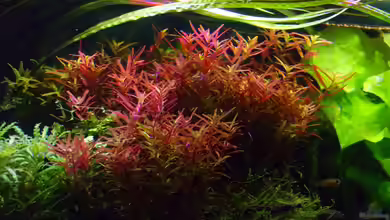 Rotala rotundifolia im Aquarium