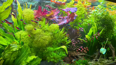 Rote Aquarienpflanzen: Das macht sie so speziell